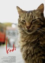 Kedi